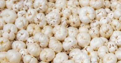 मखाना खेती को मिलेगा बढ़ावा, छिंदवाड़ा जिले में 6 हेक्टेयर का लक्ष्य निर्धारित