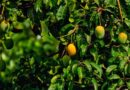 आम के बगीचों में थ्रिप्स का हमला, कृष्णगिरि के किसानों के लिए टीएनएयू की सलाह
