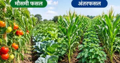 सवाई माधोपुर के किसान ने एक बीघा में मौसमी और अंतरफसल से कमाए छह लाख रुपये