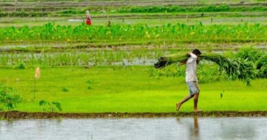 पांढुर्ना में वास्तविक फसल अन्य खसरे में दर्ज़