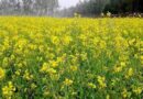 सरसों की खेती: अच्छी पैदावार के लिए कब और कैसे करें बुवाई? जानें पूरी जानकारी