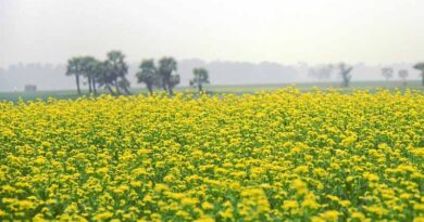 सरसों की फसल में मरगोजा का प्रकोप, पैदावार घटने से परेशान किसान, जानें नियंत्रण का तरीका