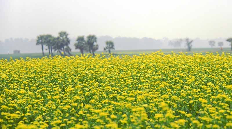सरसों की फसल में मरगोजा का प्रकोप, पैदावार घटने से परेशान किसान, जानें नियंत्रण का तरीका