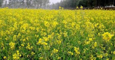 सरसों की खेती: अच्छी पैदावार के लिए कब और कैसे करें बुवाई? जानें पूरी जानकारी