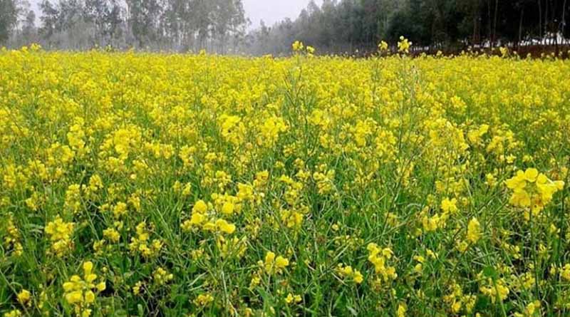 सरसों की खेती: अच्छी पैदावार के लिए कब और कैसे करें बुवाई? जानें पूरी जानकारी