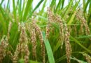 गुना: मक्‍का/धान फसल कटाई में कम्‍बाईन हार्वेस्‍टर के साथ स्‍ट्रा रीपर अनिवार्य