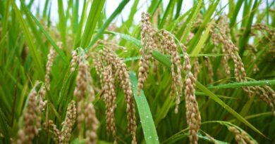 गुना: मक्‍का/धान फसल कटाई में कम्‍बाईन हार्वेस्‍टर के साथ स्‍ट्रा रीपर अनिवार्य