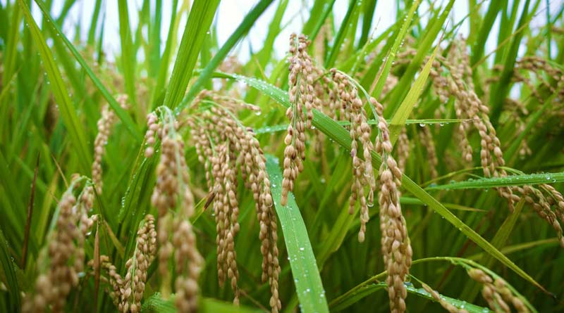 गुना: मक्का/धान फसल कटाई में कम्बाईन हार्वेस्टर के साथ स्ट्रा रीपर अनिवार्य