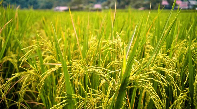 छत्तीसगढ़ में धान के बजाय दलहन-तिलहन और मिलेट्स की खेती पर जोर, किसानों को मिलेगा ₹15 हजार प्रति एकड़ अनुदान