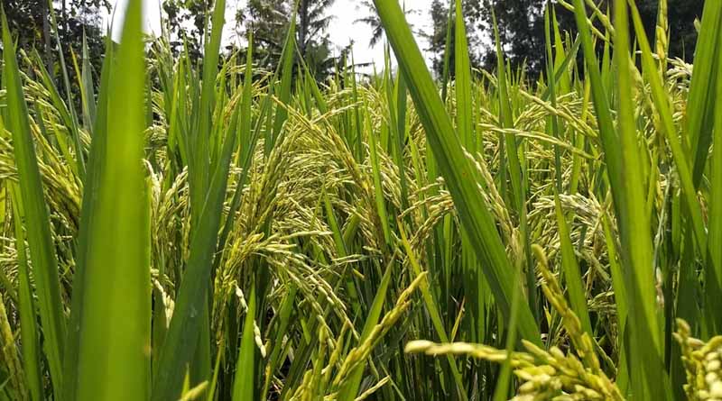 जबलपुर: धान के पंजीयन में आ रही समस्या के समाधान के लिए कंट्रोल रूम स्थापित