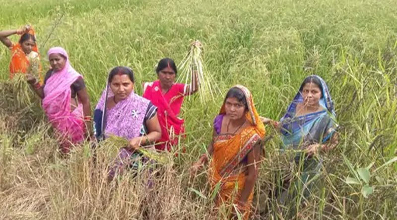 धमतरी: परखंदा की महिला किसानों ने धान की जगह उगाया खस, 2.5 एकड़ में कमाए ₹1.12 लाख