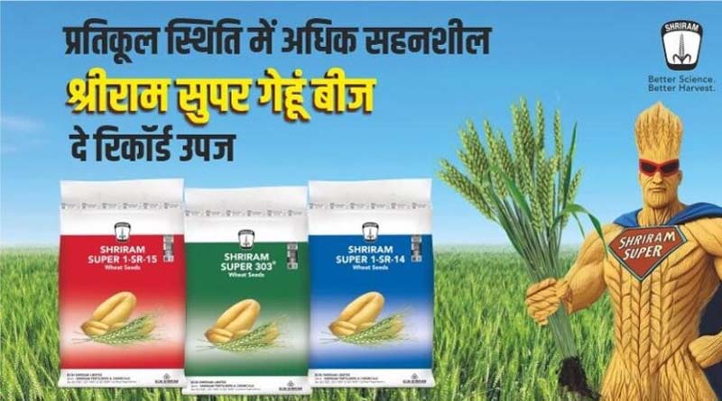 खेत में नमी कम, पानी सीमित: किसान कौन सी गेहूँ किस्म चुनें?