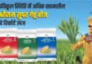कम नमी, ज्यादा गर्मी: इस रबी बोएं ये 3 कम अवधि वाली गेहूँ किस्में