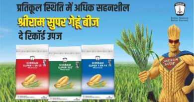 कम नमी, ज्यादा गर्मी: इस रबी बोएं ये 3 कम अवधि वाली गेहूँ किस्में