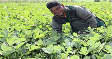 ड्रिप-मल्चिंग से धार के किसान की कमाई 3.5 गुना तक बढ़ी, 1.5 एकड़ में टमाटर उगाकर ₹2.5 लाख कमाए