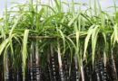 उत्तर प्रदेश में गन्ने की दो नई किस्मों की मिनी सीड किट की बुकिंग शुरू, पांच मिनट में बुक हुए दो लाख सिंगल बड