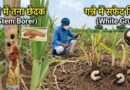 गन्ने में तना छेदक और सफेद गिडार का खतरा, टीएनएयू ने बताई दवा की सही मात्रा