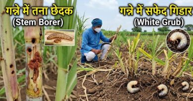 गन्ने में तना छेदक और सफेद गिडार का खतरा, टीएनएयू ने बताई दवा की सही मात्रा