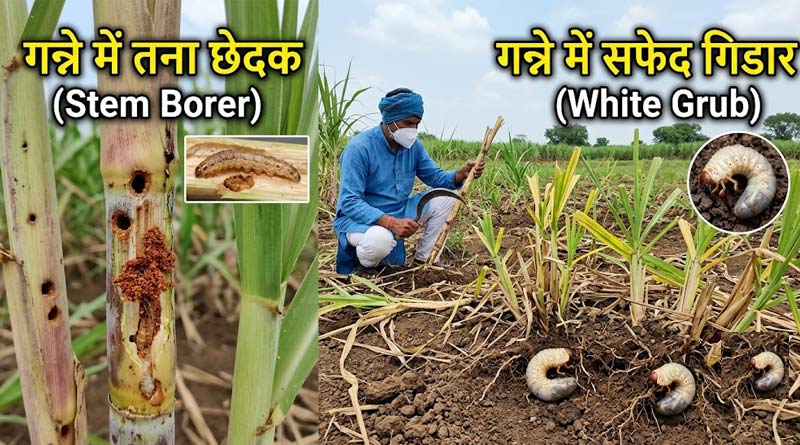 गन्ने में तना छेदक और सफेद गिडार का खतरा, टीएनएयू ने बताई दवा की सही मात्रा