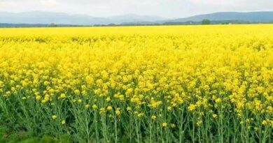 असम के युवा किसान ने धान के बाद खाली जमीन पर उगाई तोरिया, कमाए ₹30 हजार प्रति हेक्टेयर    