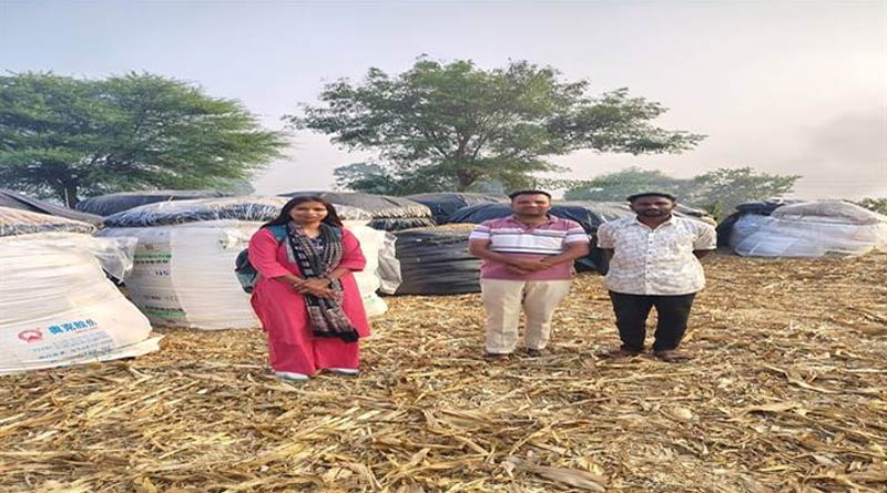 मक्का साइलेज यूनिट से पशुपालन को मिल रही नई दिशा, सागर के पुष्पेन्द्र कुर्मी ने पेश की मिसाल