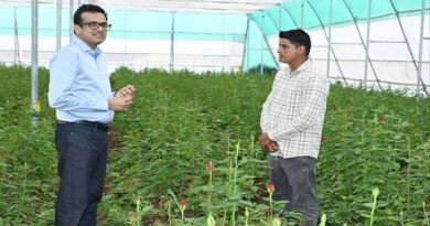 रतलाम: एक बीघा में डच गुलाब की खेती, रोजाना 4 से 5 हजार रुपए कमा रहे किसान दिलीप सिंह आंजना