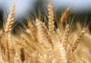 आज का गेहूं मंडी रेट (13 अक्टूबर 2026)