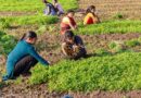 राजस्थान: महिला किसान दिवस पर संगोष्ठी, कृषि अर्थव्यवस्था में महिलाओं की भूमिका पर चर्चा