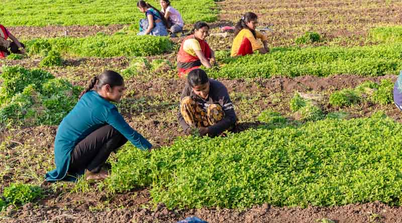 राजस्थान: महिला किसान दिवस पर संगोष्ठी, कृषि अर्थव्यवस्था में महिलाओं की भूमिका पर चर्चा