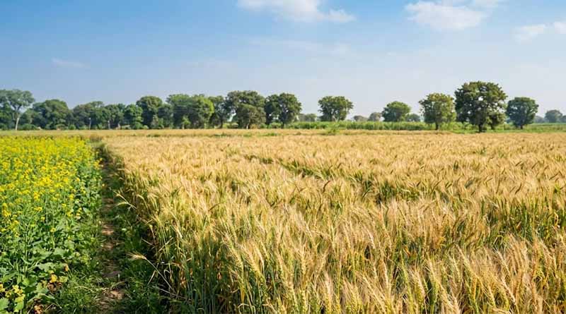 बिहार में फसल सहायता योजना का पंजीयन 31 अक्टूबर तक, अब तक 73 हजार आवेदन