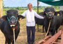 छिंदवाड़ा : डेयरी प्लस योजना से आई आर्थिक समृद्धि