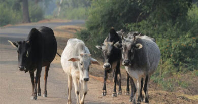 शहडोल : आचार्य विद्यासागर डेयरी योजना बनी आय का बेहतर माध्यम