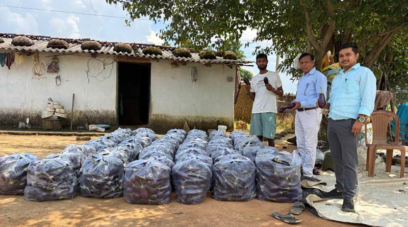 रायपुर: ग्राफ्टेड बैंगन की खेती से बदली किसान की राह, कोलकाता तक पहुंची उपज; ₹38/kg तक मिल रहा भाव